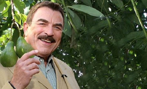 Tom Selleck in his Avacado's Farm