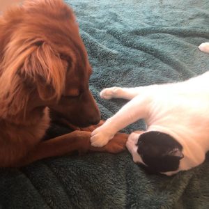 Martha Pet Dog and Cat