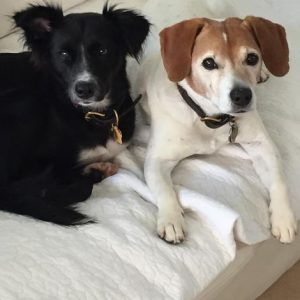 Isaac Mizrahi's Dogs : Dean and Kitty
